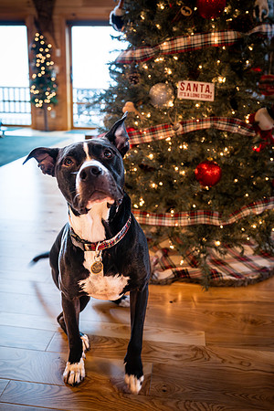doster_family_christmas_2025-58