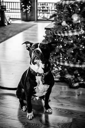 doster_family_christmas_2025-60